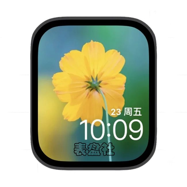 小黄花苹果手表iwatch壁纸表盘