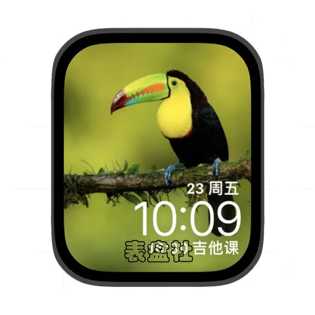 巨嘴鸟苹果手表iwatch壁纸表盘